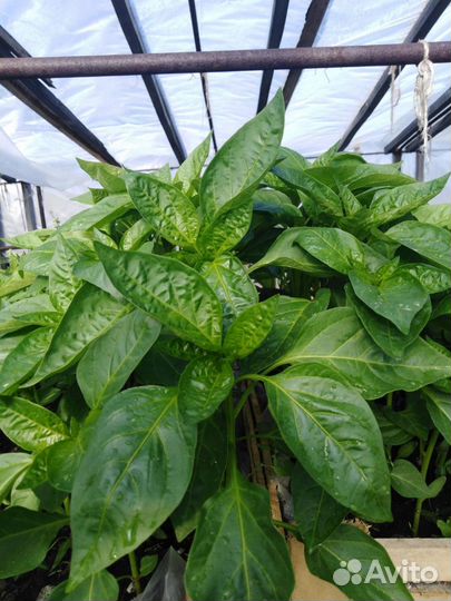 Рассада помидор, перцев, огурцов