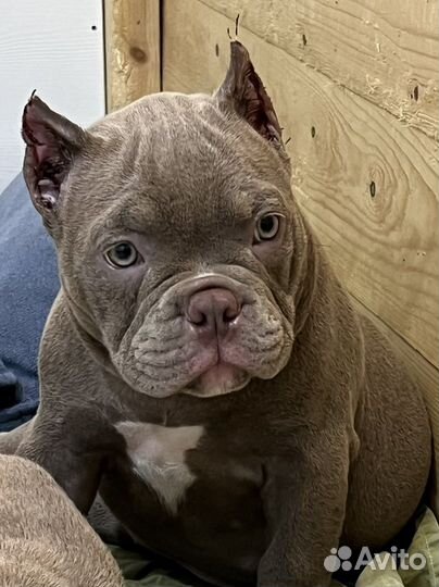 Щенки американского булли