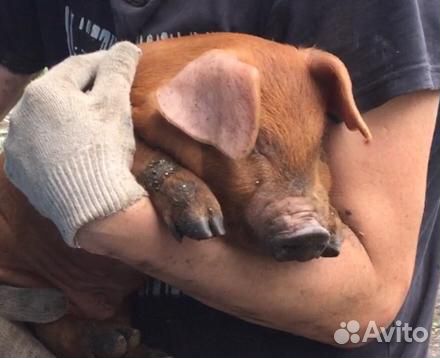 Поросята Дюрок и Пьетрен. Семя хряков