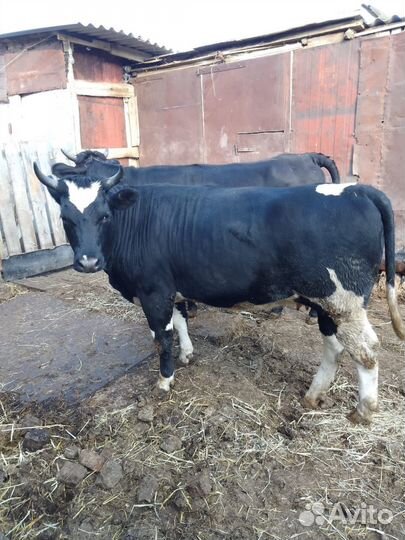 Телки стельные