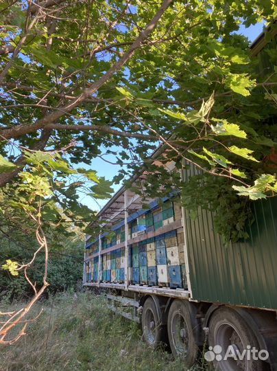 Мед/мёд оптом/в розницу(цветочный)