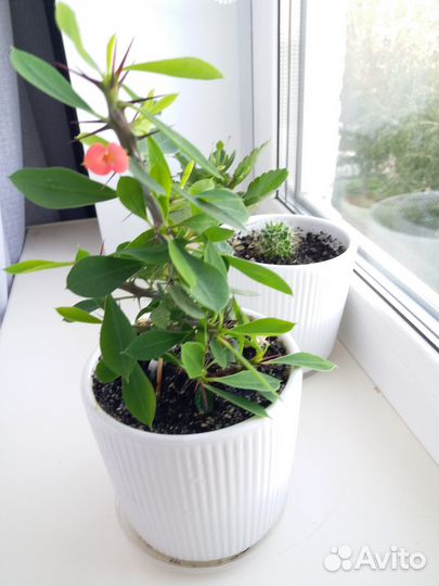 Молочай миля