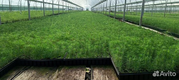 Саженцы сосны обыкновенной зкс от производителя