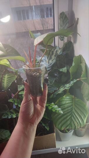 Филодендрон