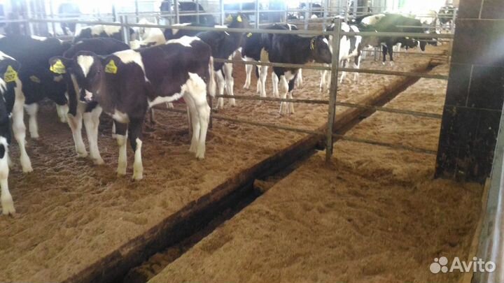 Телята бычки