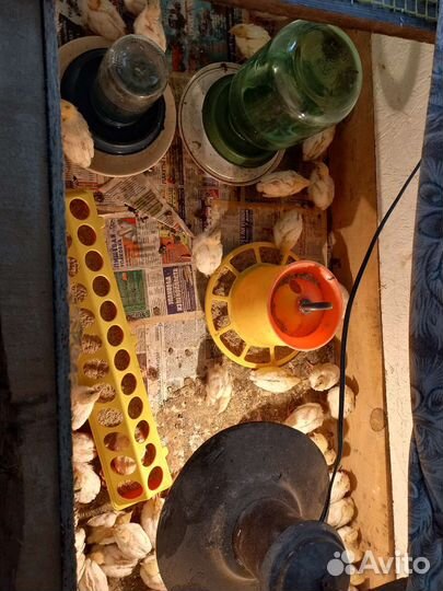 Перепела тушка или живой вес