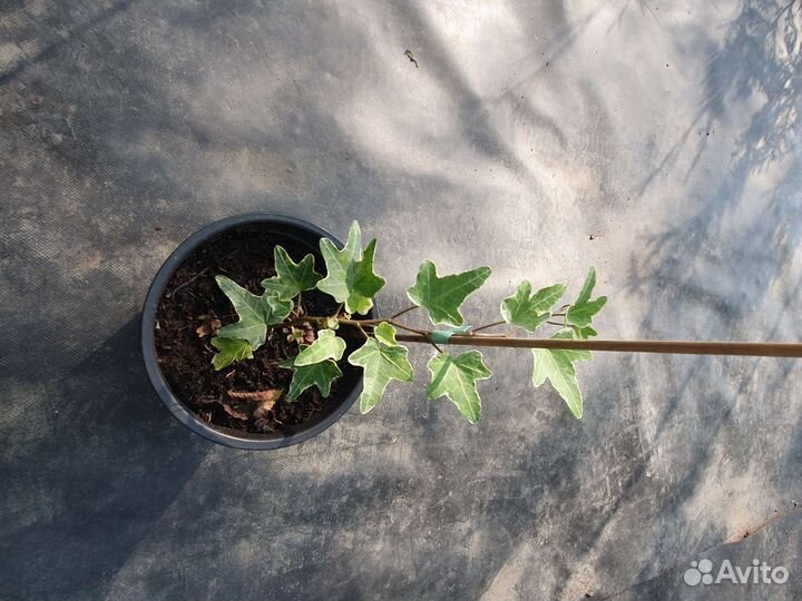 Плющ обыкновенный