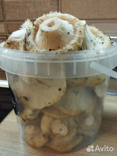 Сырой груздь