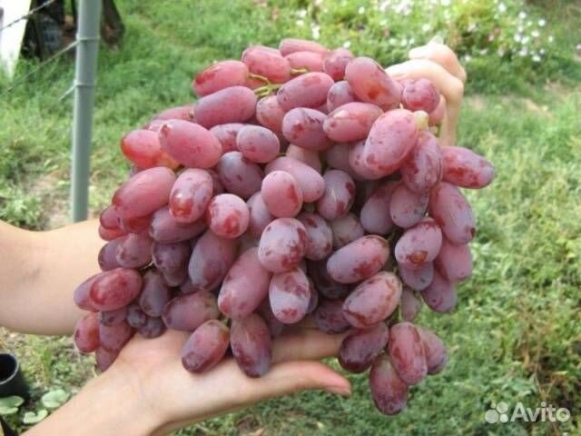 Виноград саженцы