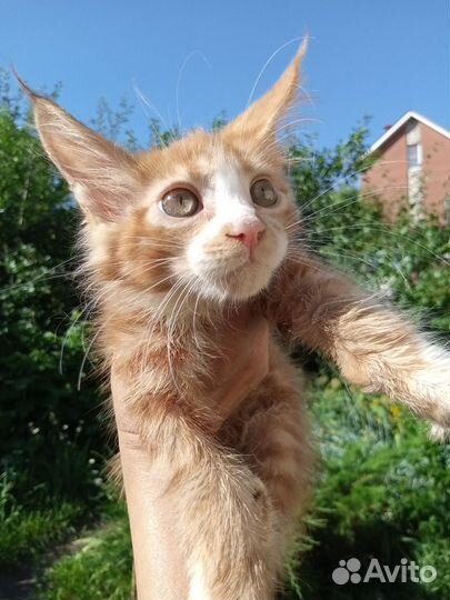 Мейн-кун котята чистокровные