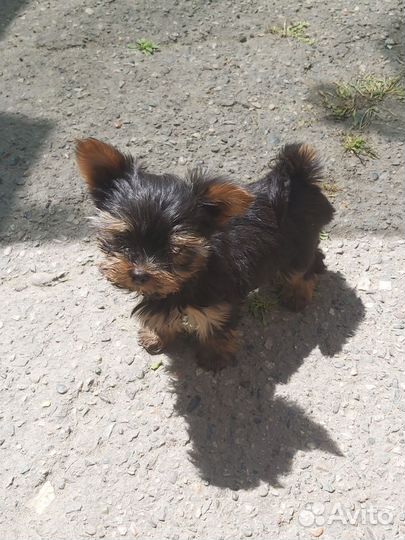 Щенки йорка