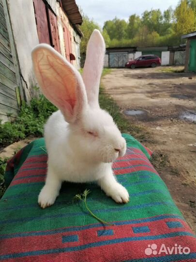 Кролики породы Ризен