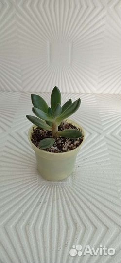 Суккуленты