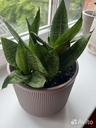 Сансевкрия в горшочке