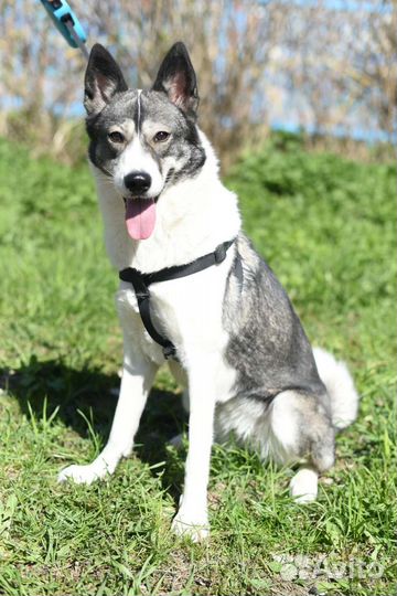 Западно сибирская лайка