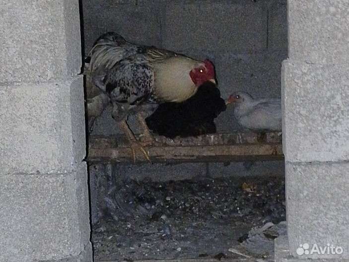 Петух домашний