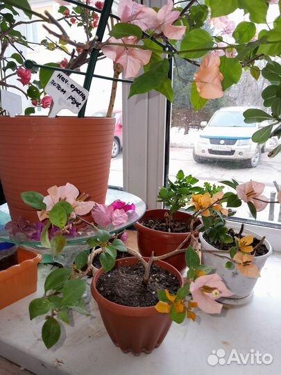 Бугенвиллея