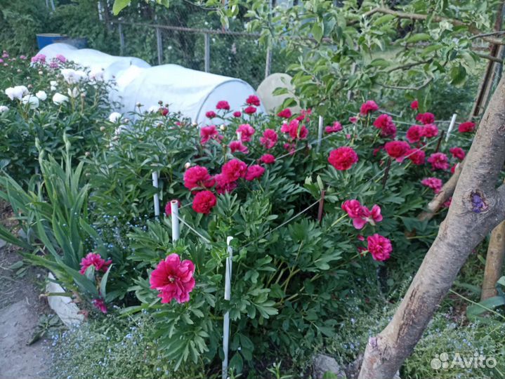 Корни пионов сортовые