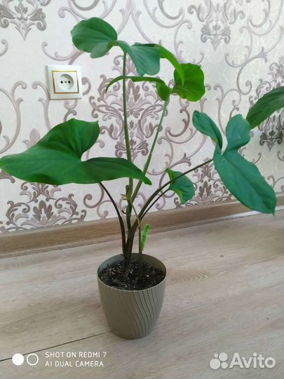 Маранта сциндапсус