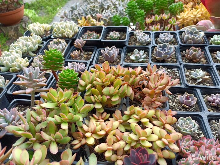 Редкие суккуленты