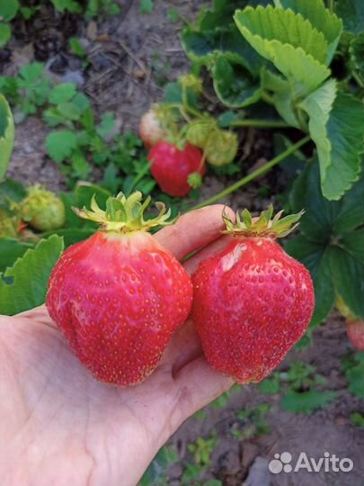 Генри рассада клубники (земляники садовой крупноп