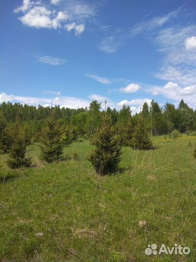 Деревья из питомника, крупномеры