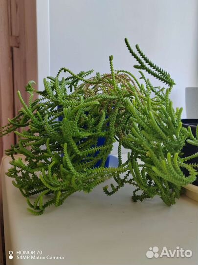 Толстянка ложноплауновидная