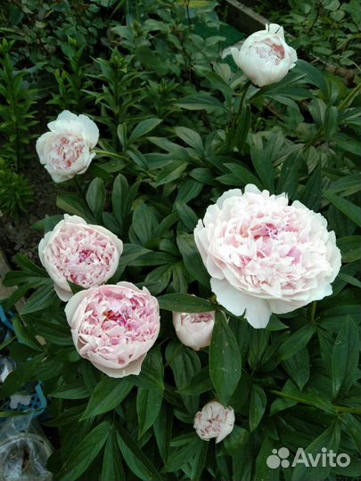 Корни пиона Сара Бернар