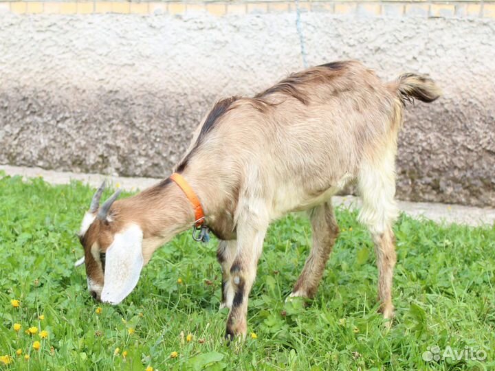 Коза, козел