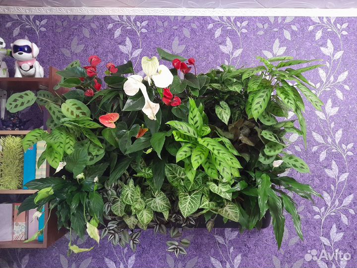 Фитостены из живых растений