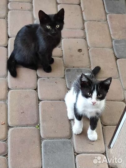 Котята в добрые руки