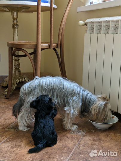 Щенок мальчик 2 мес хороший Йоркширский терьер