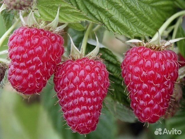 Ремонтантная малина корни