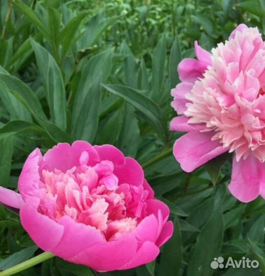Пионы саженцы