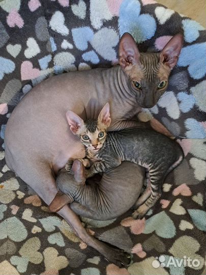 Продаются чудесные котята