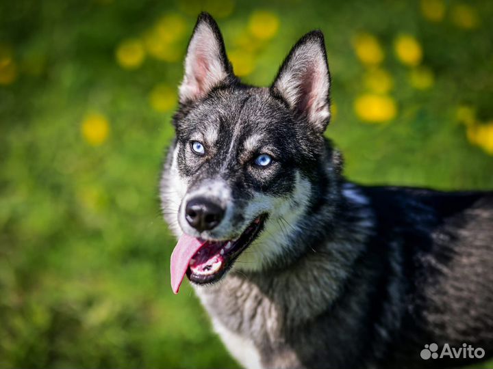 Собака в добрые руки