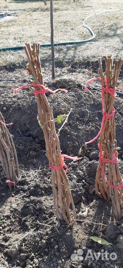 Продам саженцы фундука