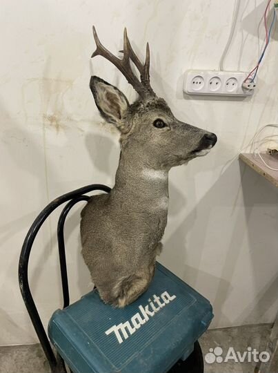 Чучело косули