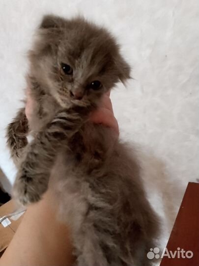 Котята девочки