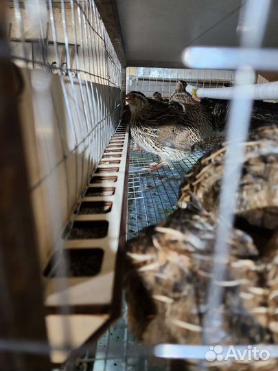 Бункерная кормушка для птиц, 90 см