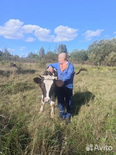 Телки обмен