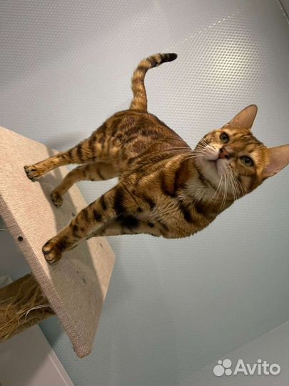 Бенгальский кот