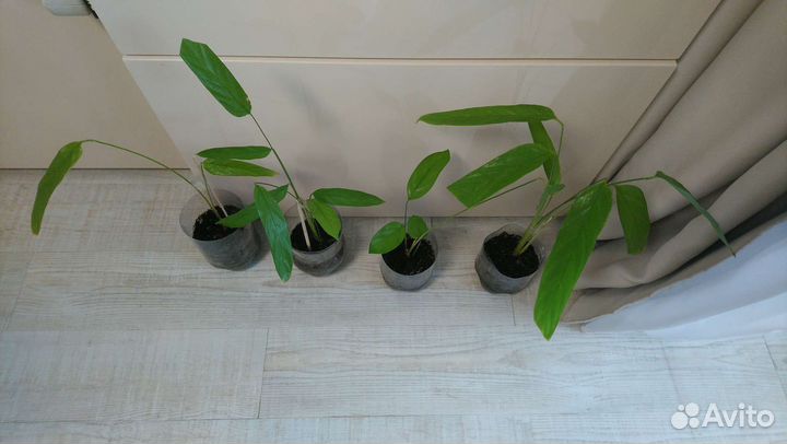 Ктенанта тропическая