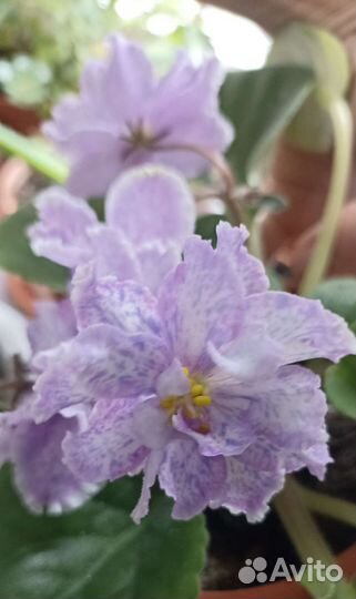 Листики фиалки сорта 