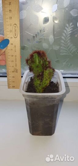 Кактусы и суккуленты, денежное дерево, алоэ