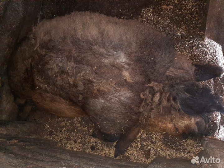 Хряк мангал