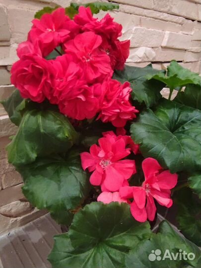 Пеларгония Ю Анна Каренина