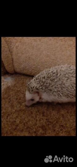 Африканский ежик