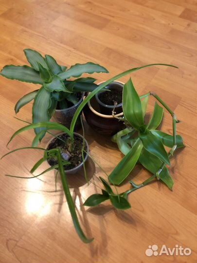 Полезные и красивые растения