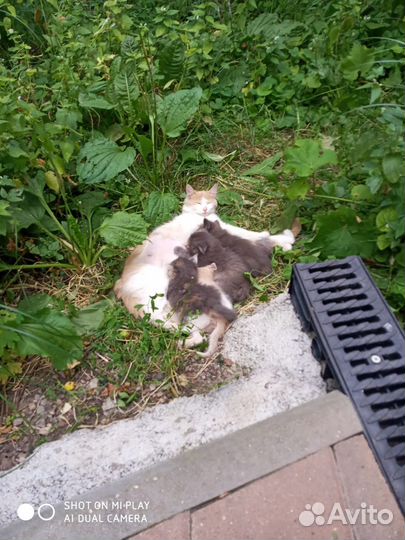 Отдам в хорошие руки котенка